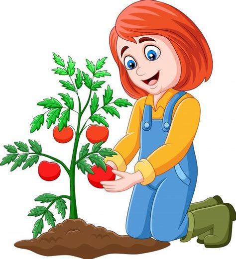 Chica De Dibujos Animados Cosechando Tomates Vector Premium