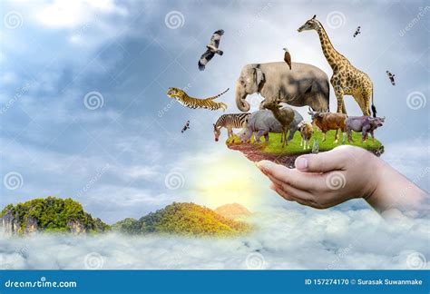 Wildlife Conservation Day Wild Animals To The Home Or Wildlife