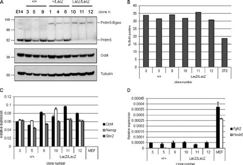 Generation Of Prdm5 LacZ LacZ Mouse Embryonic Stem Cells A Western