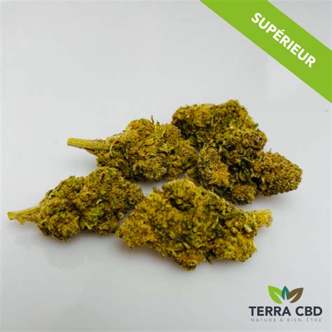 Jack Herer Partir De G Terra Cbd