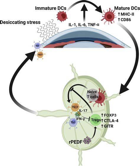 Pigment Epitheliumderived Factor Enhances The Suppressive Phenotype Of