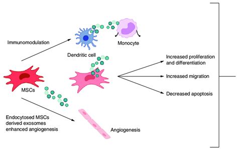 Mesenchymal Stem Cells Derived Exosomes With The Potential To Enhance Download Scientific