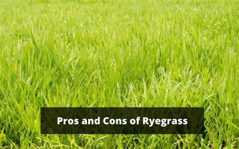 Pros And Cons Of Ryegrass All Is Revealed