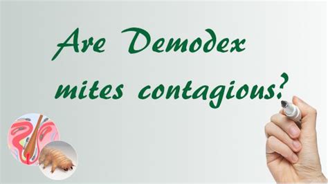 Hair Loss and Demodex Mites | Demodex mites, Demodex, Demodex treatment