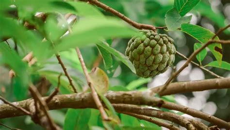 How To Sprout Cherimoya Seeds? (Easy & Clear Answer)