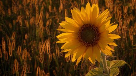 443733 Yellow Flowers Sunflowers Plants Flowers Field Outdoors