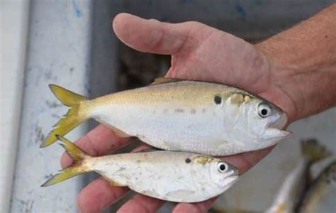 ABUNDANCE OF BAIT IN THE GULF