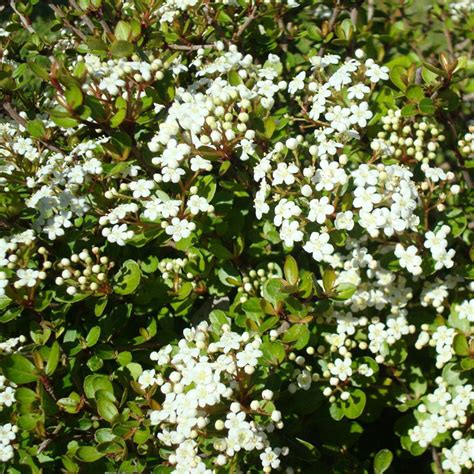 Walters Viburnum VerdeGo