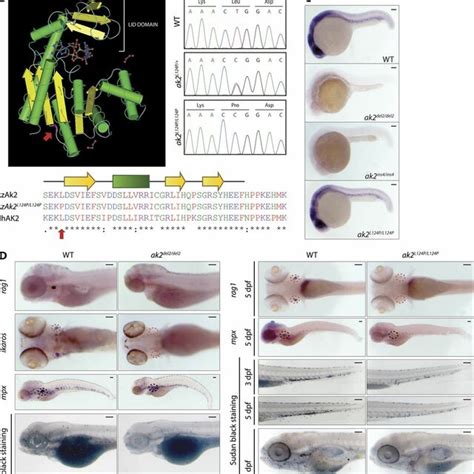 Zebrafish AK2 Mutants Present A Wide Array Of Hematopoietic Defects