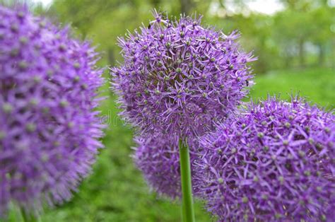 Garlic Flower In Early Spring In The Vegetable Garden Stock Photo