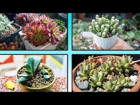 Tipos De Plantas Suculentas Que No Conoc As Youtube