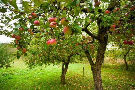 Top Fastest Growing Fruit Trees You Can Plant In Your Garden