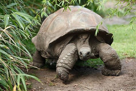 Top 60 Seychelles Giant Tortoise Stock Photos, Pictures, and Images ...