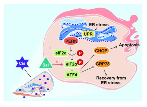 Schematic Diagram Showing The Specific Regulatory Role Of Endoplasmic