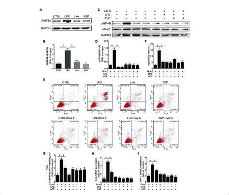 Asp Relieves Hk Cell Damage Dependent Upon The Wnt A Nf Kb