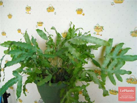 Флебодиум (Phlebodium) — описание, выращивание, фото | на LePlants.ru