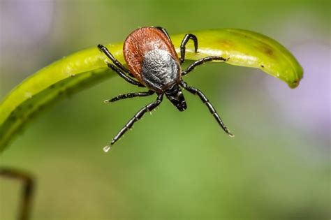 En For T Ou Dans Le Jardin Attention Aux Tiques F Min Actu