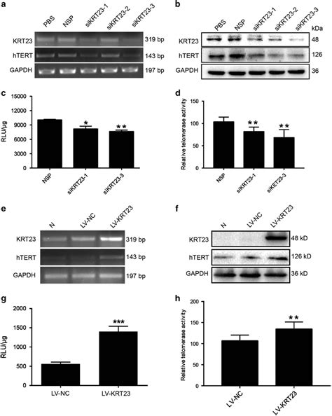 Krt Promoted Htertexpression A And B Downregulation Of Htert Mrna