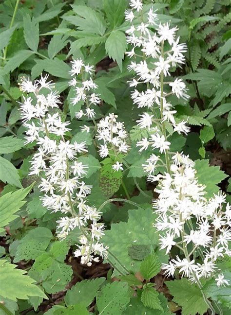 Underfoot: MITERWORT AND FALSE MITERWORT - Northcentral Pennsylvania ...