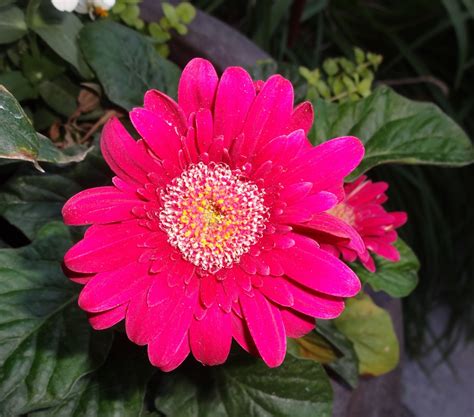 Boise Daily Photo Garden Shot Year Of The Gerbera Daisy