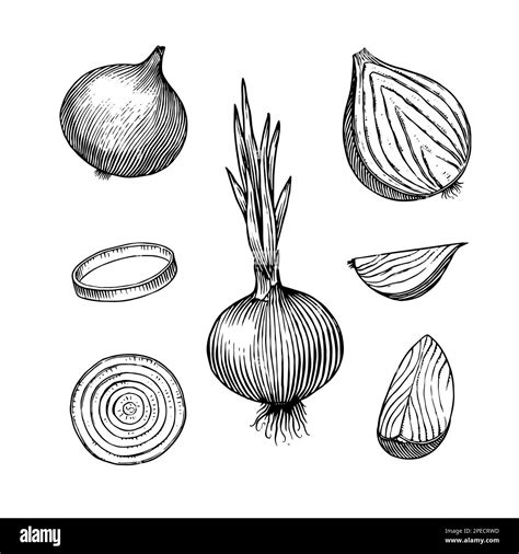 Onion Bulb Half Cutout Slice And Rings Hand Drawn With Ink In Vintage