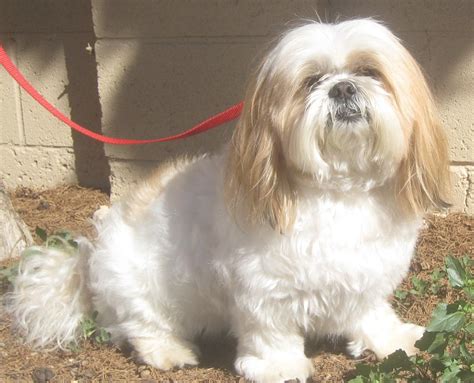 Adopt A Pet Lhasa Apso Louie Has Lots Of Love To Give Orange County