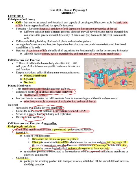 KINE 2011 Final Exam Notes Kine 2011 Human Physiology 1 MODULE 1