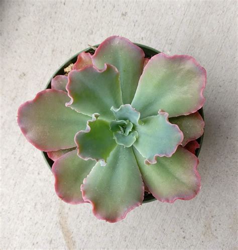 Echeveria Crinoline Ruffles For Sale Succulent Care Succulents Box