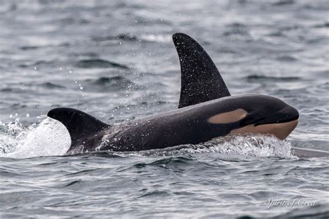 Super-Pod 2020 & Baby Calf - Two Baby Orca Seen Today - Spirit of Orca