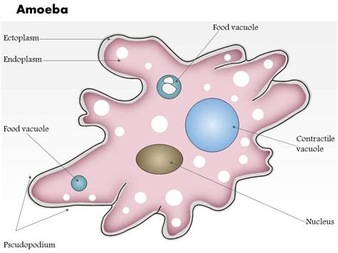 Amoeba Slide Labeled