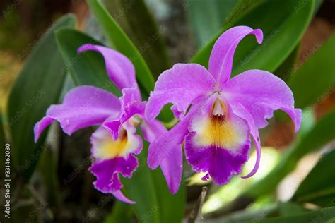 What Is The National Flower Of Costa Rica Best Flower Site