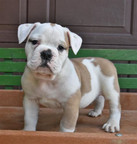 Pitbull English Bulldog Mix Puppies