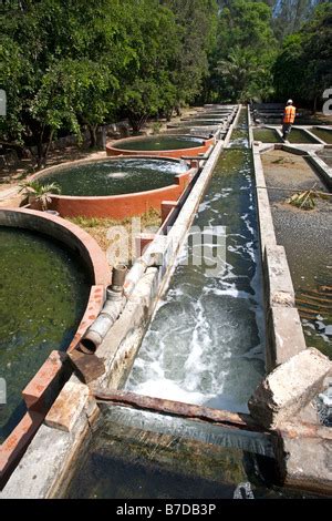 Tilapia Cultivation Ponds Haller Park Mombasa Kenya Stock Photo Alamy