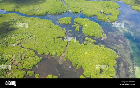 Mangroves Top View Mangrove Forest And Winding Rivers Tropical