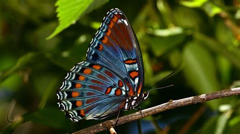 Blue Brown Dots Black Line Design Butterfly On Stick In Blur Green