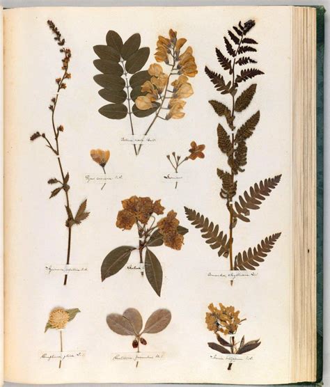 Emily Dickinsons Herbarium A Forgotten Treasure At The Intersection Of