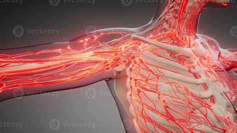 Quantos Quilômetros De Vasos Sanguíneos Tem No Corpo Humano Aproximadamente