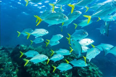 Como Saber Se O Peixe Macho Ou F Mea Agrosete