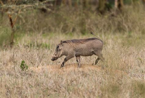 Facocero Comune Nel Parco Nazionale Di Kruger Immagine Stock Immagine