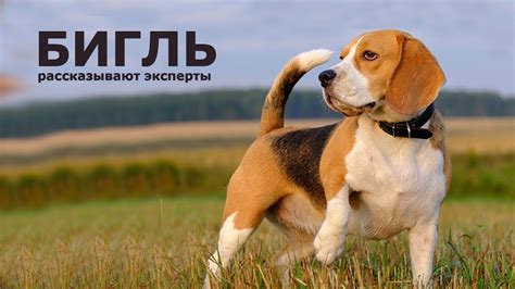 БИГЛЬ. Все о породе! - YouTube