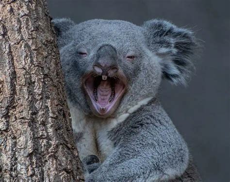 15 Koala Facts Introducing Australia's Beloved Marsupial