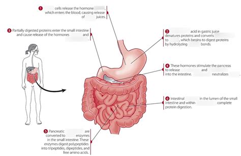 Protein Digestion Diagram Diagram | Quizlet