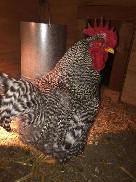 Barred Rock Roo Black Sex Link Hen BackYard Chickens Learn How To Raise Chickens