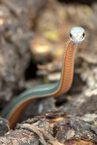 Whipsnake