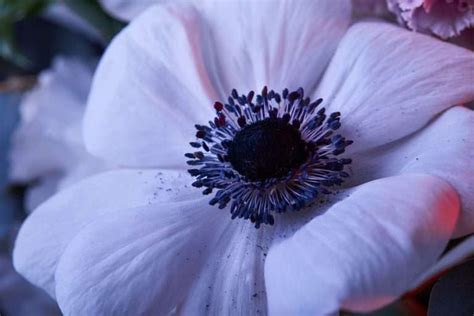 Anemone Flower Meaning & Symbolism: 7 Important Interpretations ...