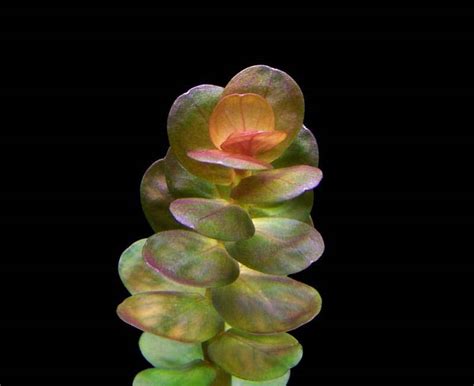 Ротала индийская (Rotala Indica)