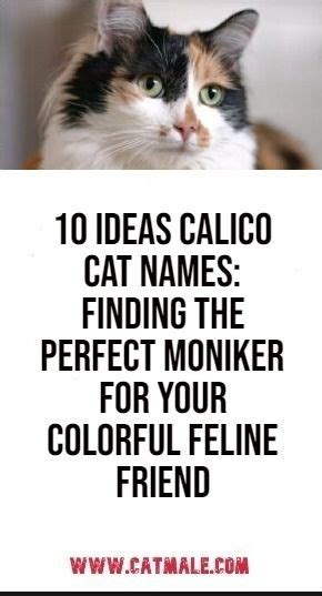 10 ideas Calico Cat Names: Finding the Perfect Moniker for Your