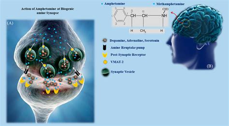 Amphetamine Structure Vs Methamphetamine