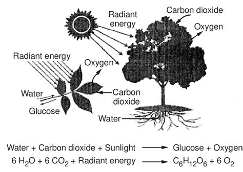 2.1 Photosynthesis process | Download Scientific Diagram