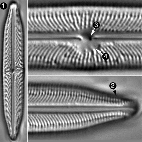 Neidiopsis Weilandii Species Diatoms Of North America